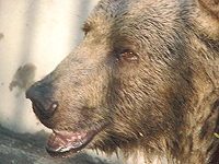 Bear, photographed in Dubai Zoo, July 26th 2006
