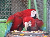 cuddling parrots