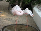 sleeping flamingos