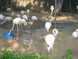 flamingos