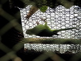 green parrot