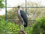 proud stork
