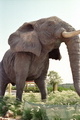 elephant in big
